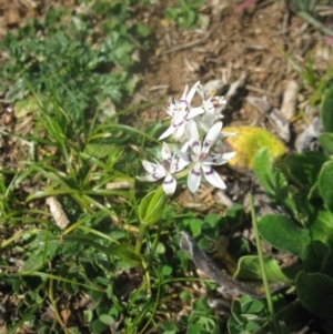 Wurmbea dioica subsp. dioica at Holt, ACT - 3 Sep 2020