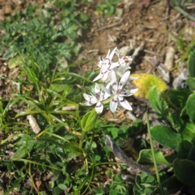 Wurmbea dioica subsp. dioica (Early Nancy) at Mount Painter - 3 Sep 2020 by dwise