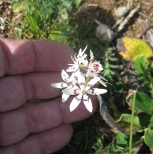 Wurmbea dioica subsp. dioica at Holt, ACT - 3 Sep 2020