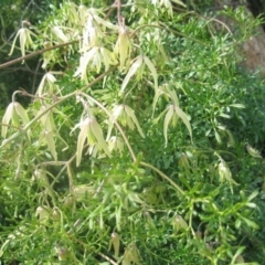 Clematis leptophylla (Small-leaf Clematis, Old Man's Beard) at Mount Painter - 3 Sep 2020 by dwise