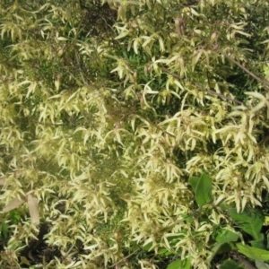 Clematis leptophylla at Cook, ACT - 3 Sep 2020