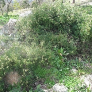 Clematis leptophylla at Cook, ACT - 3 Sep 2020