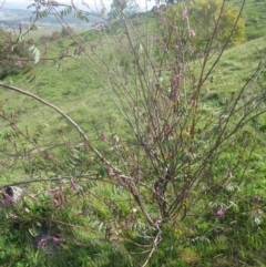 Indigofera australis subsp. australis (Australian Indigo) at Holt, ACT - 3 Sep 2020 by dwise