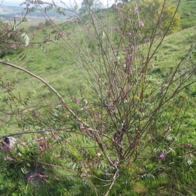 Indigofera australis subsp. australis (Australian Indigo) at Mount Painter - 3 Sep 2020 by dwise