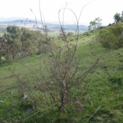 Indigofera australis subsp. australis at Holt, ACT - 3 Sep 2020