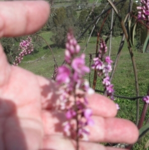 Indigofera australis subsp. australis at Holt, ACT - 3 Sep 2020