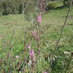 Indigofera australis subsp. australis at Holt, ACT - 3 Sep 2020