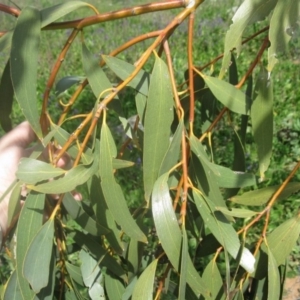 Eucalyptus pauciflora at Mount Painter - 3 Sep 2020 12:51 PM