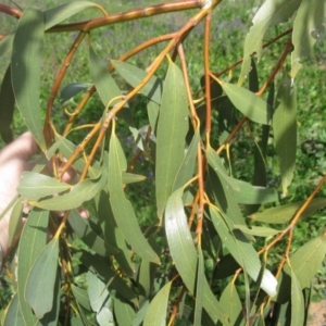 Eucalyptus pauciflora at Mount Painter - 3 Sep 2020