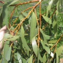 Eucalyptus pauciflora (A Snow Gum) at Holt, ACT - 3 Sep 2020 by dwise