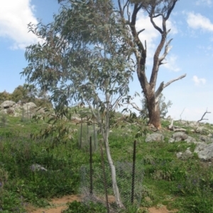 Eucalyptus pauciflora at Mount Painter - 3 Sep 2020 12:51 PM