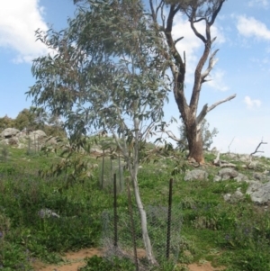 Eucalyptus pauciflora at Holt, ACT - 3 Sep 2020