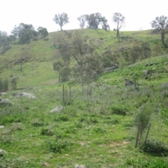 Eucalyptus pauciflora at Mount Painter - 3 Sep 2020 12:51 PM