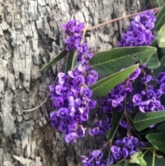 Hardenbergia violacea (False Sarsaparilla) at Hawker, ACT - 3 Sep 2020 by annamacdonald