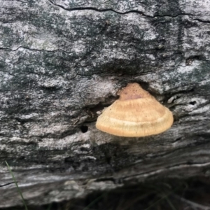 Truncospora ochroleuca at Holt, ACT - 3 Sep 2020