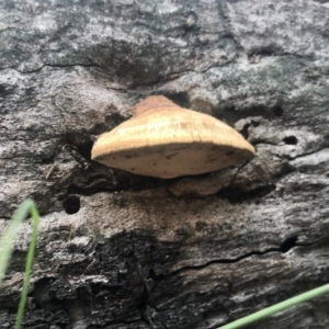 Truncospora ochroleuca at Holt, ACT - 3 Sep 2020