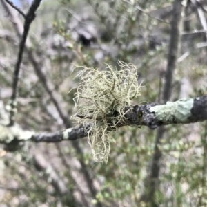 Usnea sp. (genus) at Hawker, ACT - 3 Sep 2020