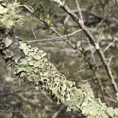 Parmeliaceae (family) (A lichen family) at The Pinnacle - 3 Sep 2020 by annamacdonald