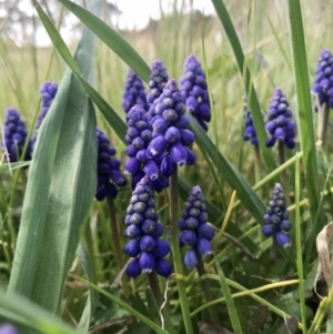 Muscari armeniacum at Hawker, ACT - 3 Sep 2020