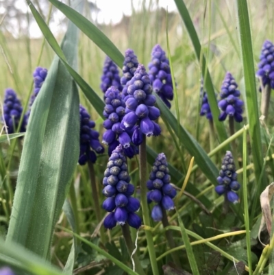 Muscari armeniacum (Grape Hyacinth) at Hawker, ACT - 3 Sep 2020 by annamacdonald