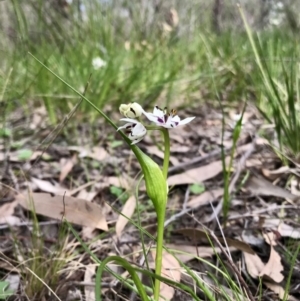 Wurmbea dioica subsp. dioica at Holt, ACT - 3 Sep 2020