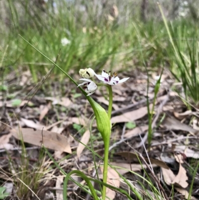 Wurmbea dioica subsp. dioica (Early Nancy) at Holt, ACT - 3 Sep 2020 by annamacdonald
