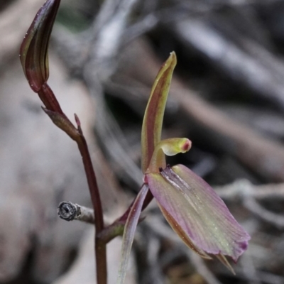 Cyrtostylis reniformis (Common Gnat Orchid) at Mount Jerrabomberra - 3 Sep 2020 by shoko