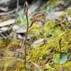 Cyrtostylis reniformis at suppressed - 3 Sep 2020