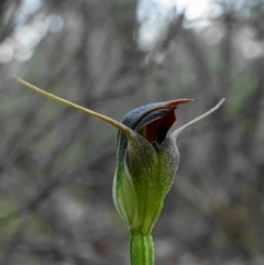 Pterostylis pedunculata (Maroonhood) at Mount Jerrabomberra QP - 3 Sep 2020 by shoko