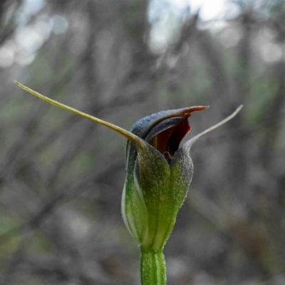 Pterostylis pedunculata (Maroonhood) at Mount Jerrabomberra - 3 Sep 2020 by shoko