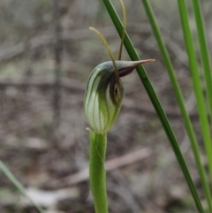 Pterostylis pedunculata at Jerrabomberra, NSW - suppressed