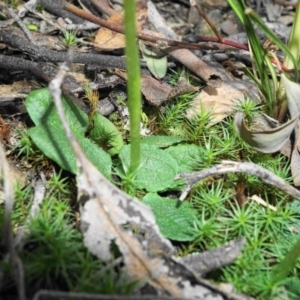 Pterostylis pedunculata at Jerrabomberra, NSW - suppressed