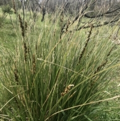 Carex appressa (Tall Sedge) at Holt, ACT - 3 Sep 2020 by annamacdonald