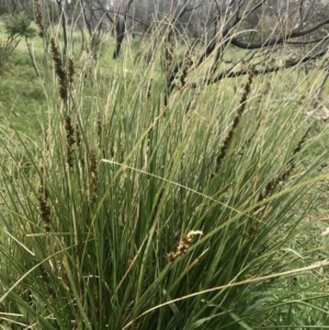 Carex appressa at Holt, ACT - 3 Sep 2020