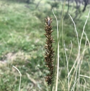 Carex appressa at Holt, ACT - 3 Sep 2020