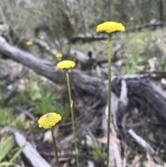 Craspedia variabilis (Common Billy Buttons) at Hawker, ACT - 3 Sep 2020 by annamacdonald