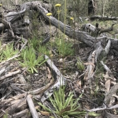 Craspedia variabilis at Hawker, ACT - suppressed