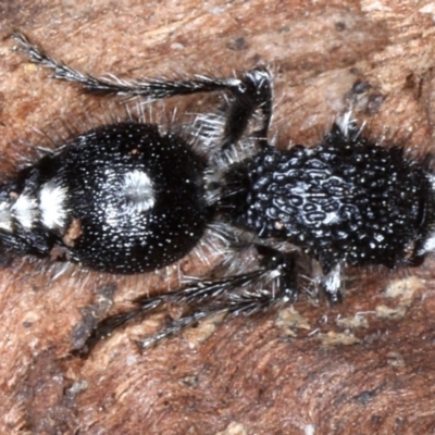 Bothriomutilla rugicollis (Mutillid wasp or velvet ant) at Majura, ACT - 1 Sep 2020 by jb2602