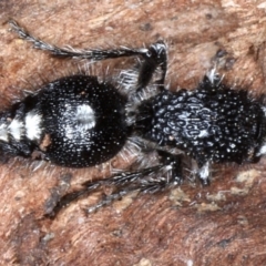 Bothriomutilla rugicollis (Mutillid wasp or 'Velvet ant') at Majura, ACT - 1 Sep 2020 by jbromilow50