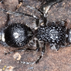 Bothriomutilla rugicollis at Campbell Park Woodland - 1 Sep 2020