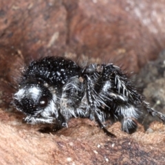 Bothriomutilla rugicollis at Campbell Park Woodland - 1 Sep 2020