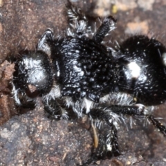 Bothriomutilla rugicollis at Campbell Park Woodland - 1 Sep 2020