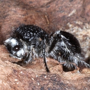 Bothriomutilla rugicollis at Campbell Park Woodland - 1 Sep 2020