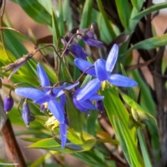 Stypandra glauca (Nodding Blue Lily) at Mount Majura - 3 Sep 2020 by sbittinger