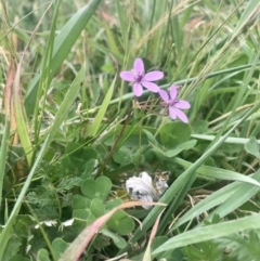 Erodium cicutarium (Common Storksbill, Common Crowfoot) at Hawker, ACT - 3 Sep 2020 by annamacdonald