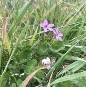 Erodium cicutarium at Hawker, ACT - 3 Sep 2020