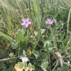 Erodium cicutarium at Hawker, ACT - 3 Sep 2020