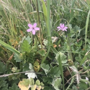 Erodium cicutarium at Hawker, ACT - 3 Sep 2020