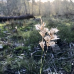 Rytidosperma sp. (Wallaby Grass) at Hawker, ACT - 30 Aug 2020 by annamacdonald