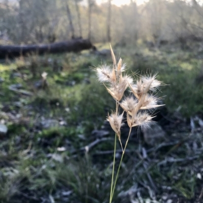Rytidosperma (genus) (Wallaby Grass) at Hawker, ACT - 30 Aug 2020 by annamacdonald